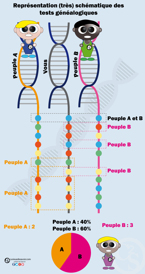 Le test ADN origine : tout comprendre sur ce test pour connaître ses  origines